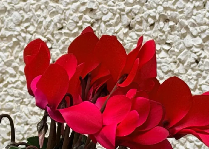 Appartamento Vut Plaza Florida - Parking Gratis *